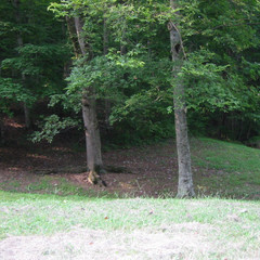 The Woods.JPG