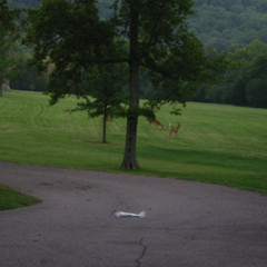 Wait I Think I Saw Deer.JPG