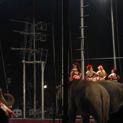 The Circus 4.jpg