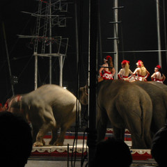 The Circus 5.jpg