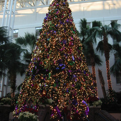 The Giant Tree at Gaylord.JPG