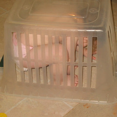caged animal.jpg