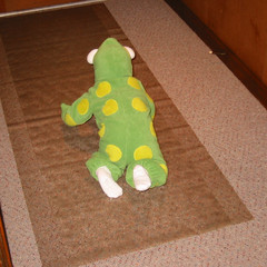 frogs hop aubri.jpg