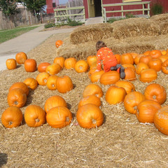 Pumpkin Patch.jpg