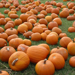 Pumpkin Patch.jpg