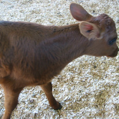 A Baby Calf.jpg