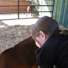 Aubri Tries to Pet the Calf.jpg