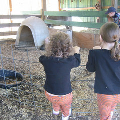 Checking Out the Pigs.jpg