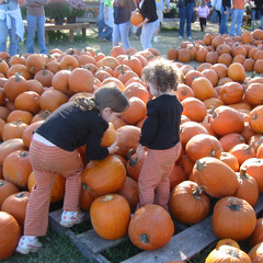 Finding Pumpkins.jpg