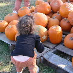 Picking Pumpkins.jpg