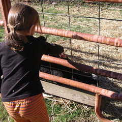 The Petting Zoo.jpg