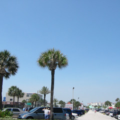 Palm Trees.JPG
