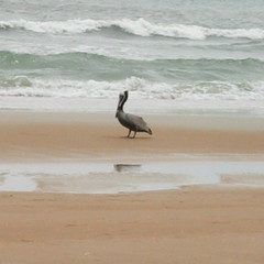 Traditional Beach Scene.JPG