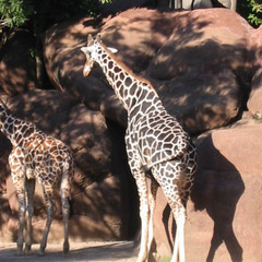 Giraffe 2.jpg
