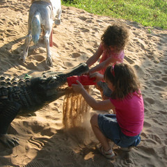 Feeding the Animals.JPG