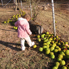 Cleaning Up the Yard.jpg